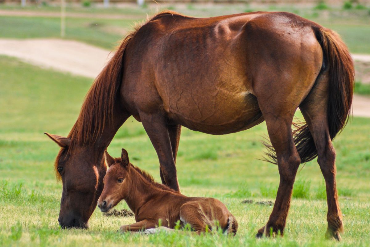 mamíferos el caballo 2