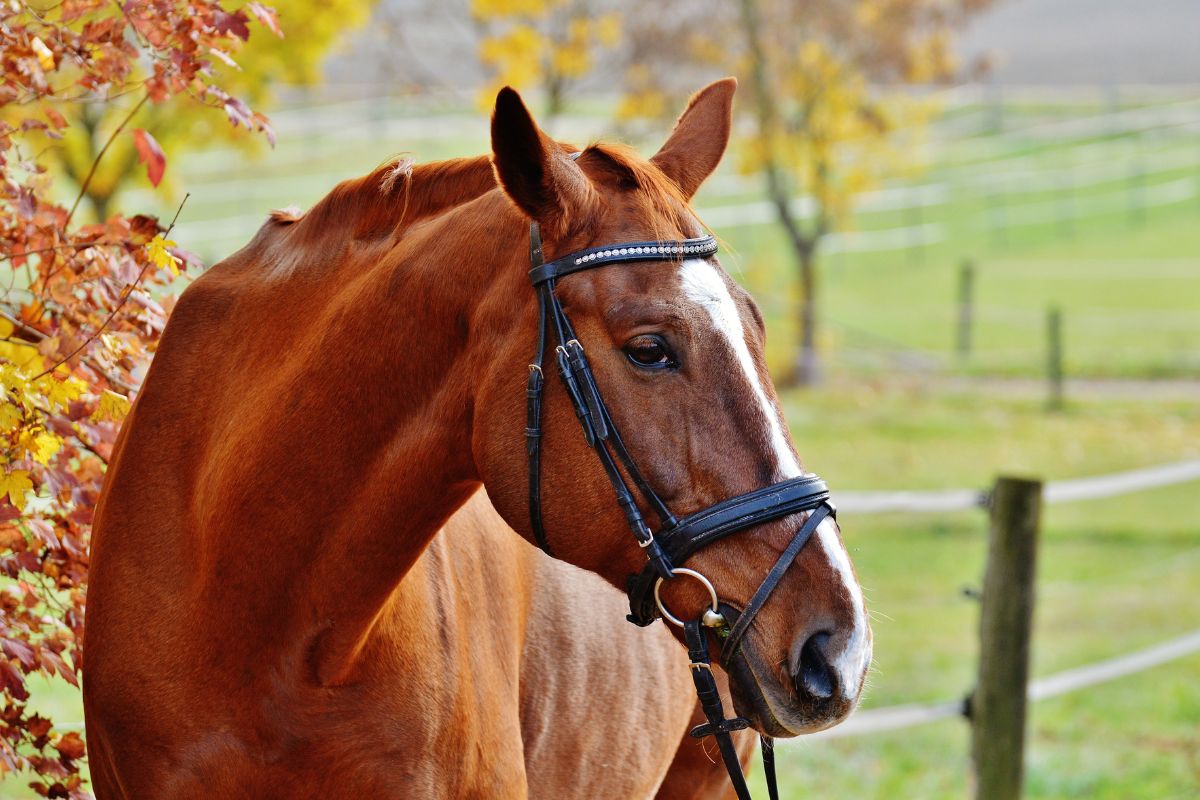 mamíferos el caballo