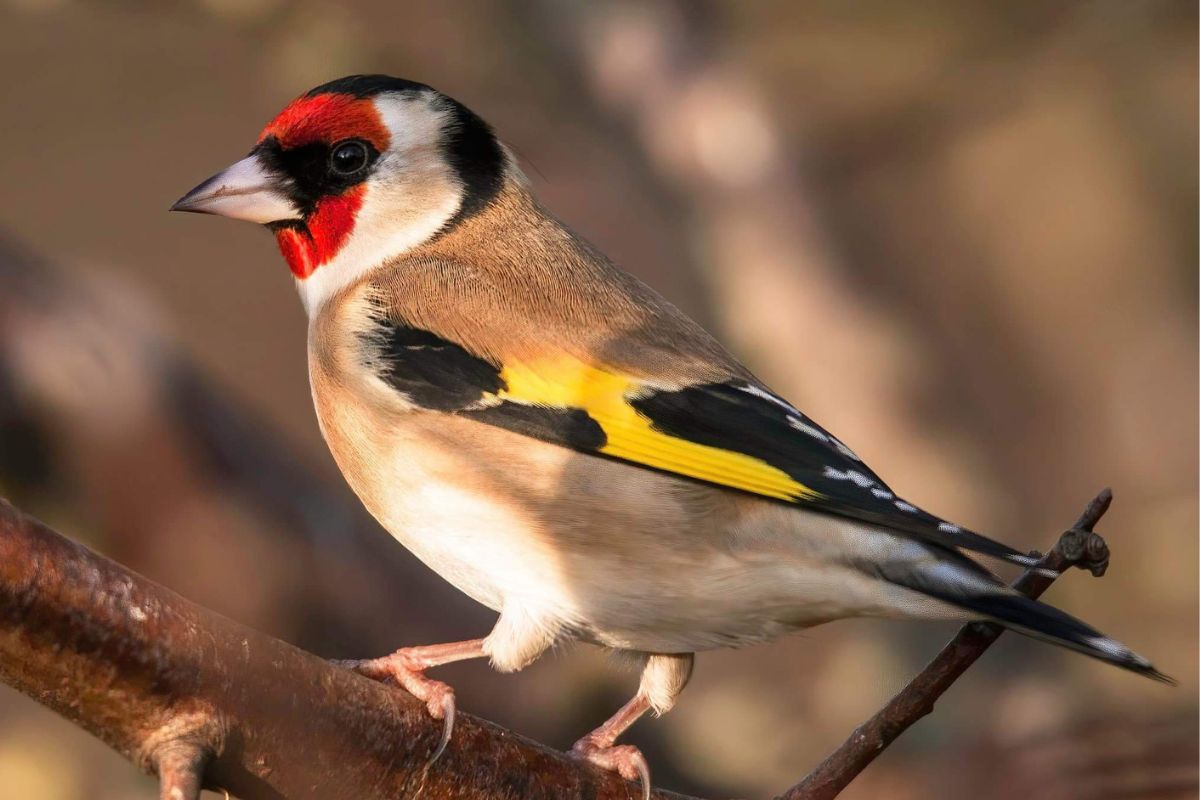 aves el jilguero