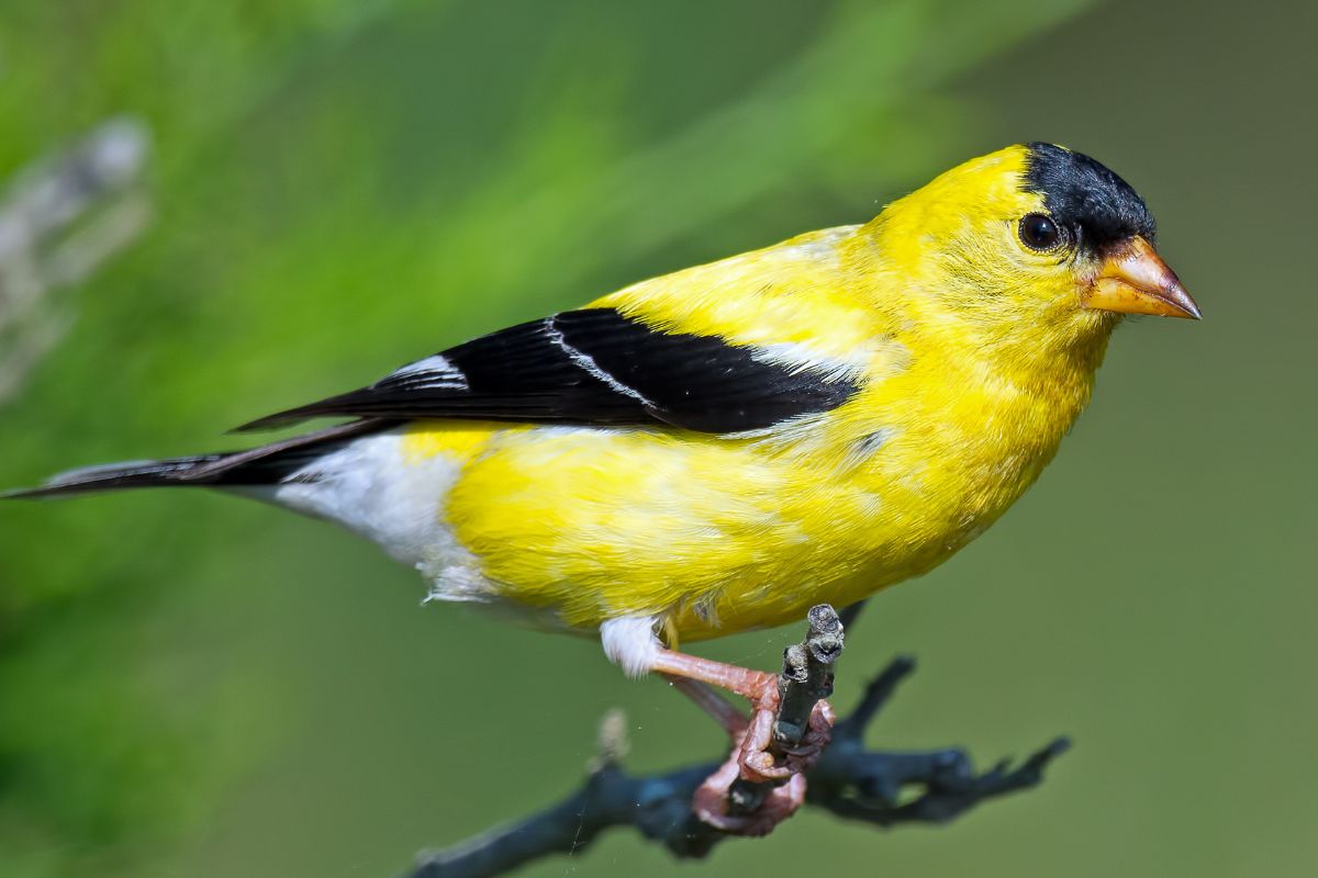 jilguero amarillo