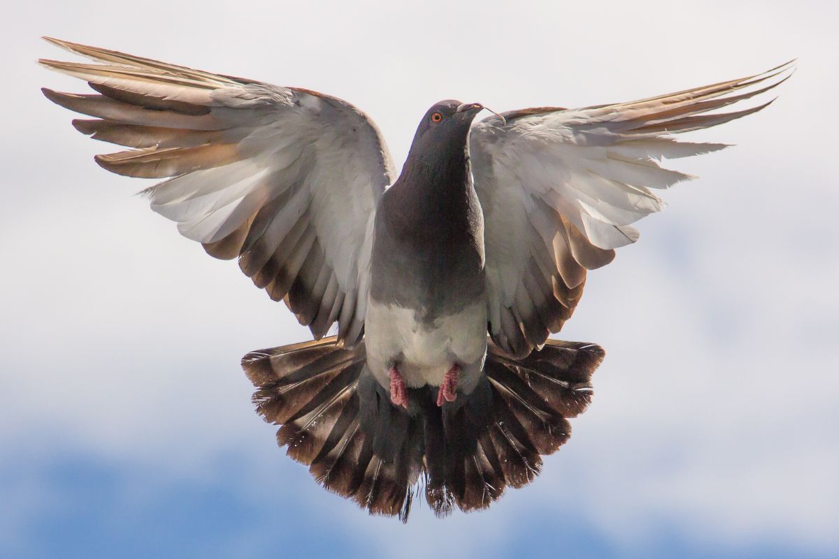 paloma volando