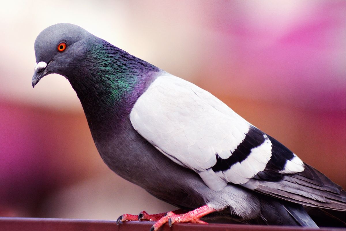 palomas en el parque