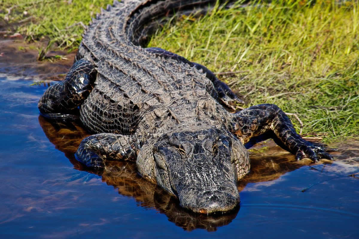 reptiles caimán