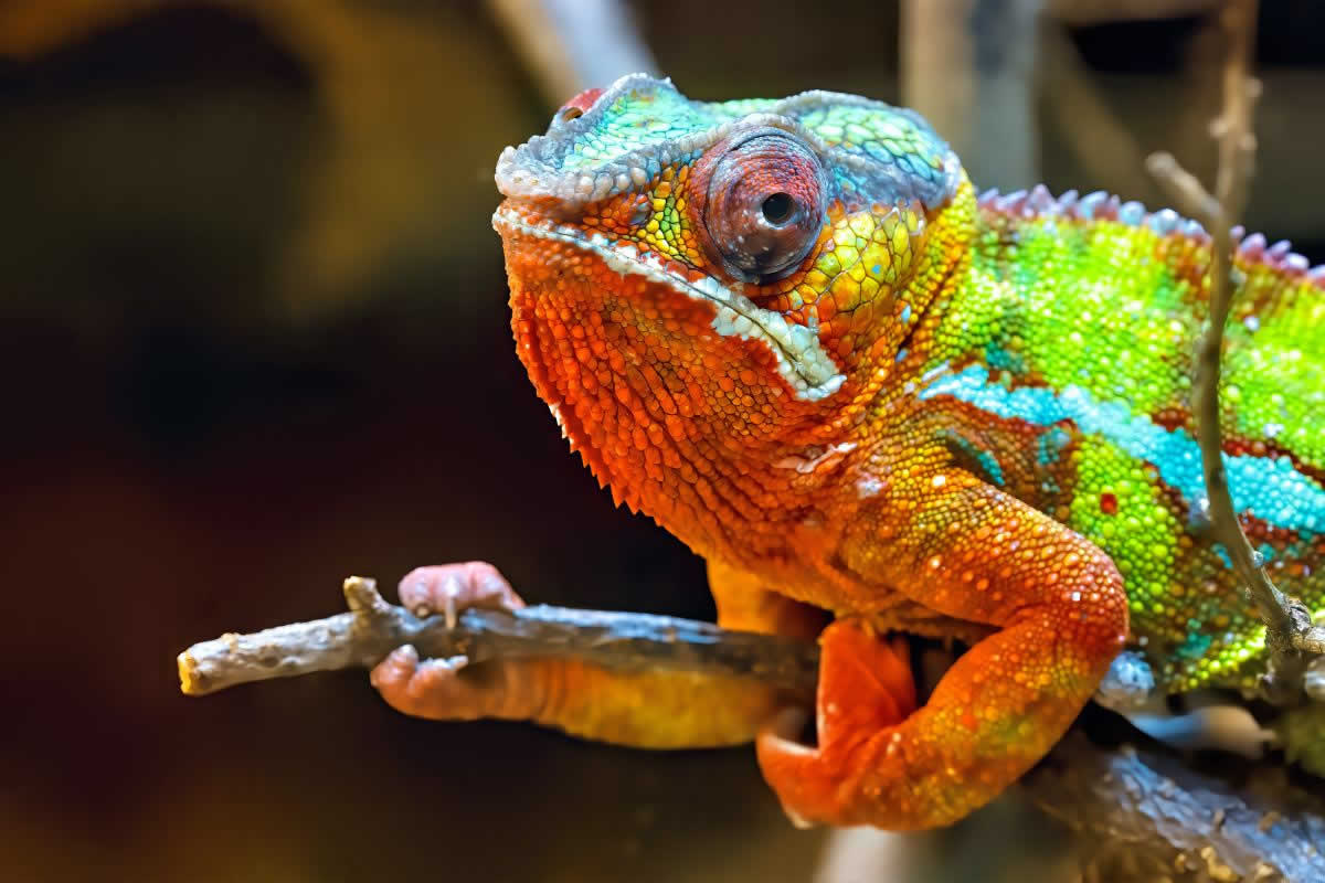 reptiles camaleón