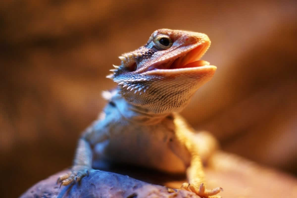 reptiles lagarto