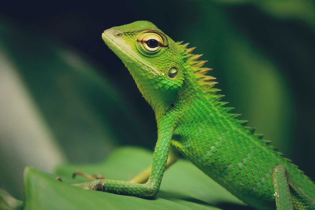 tipos de lagarto