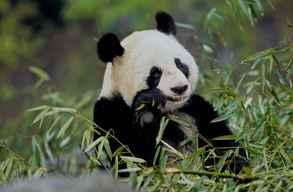 oso panda