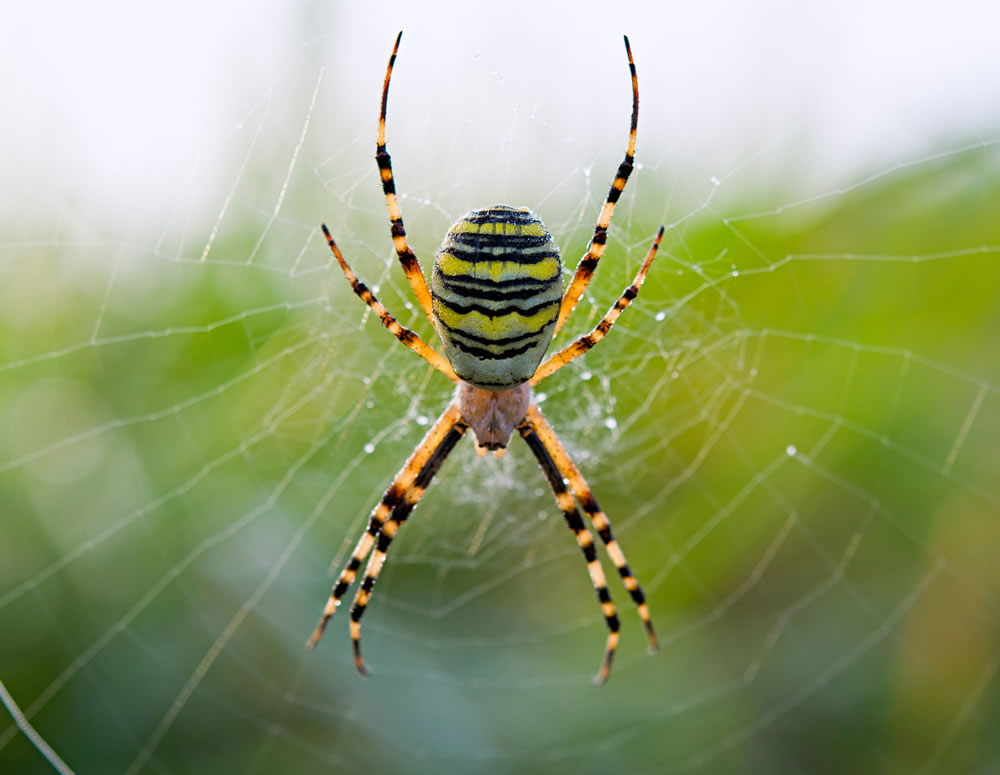 araña en la selva
