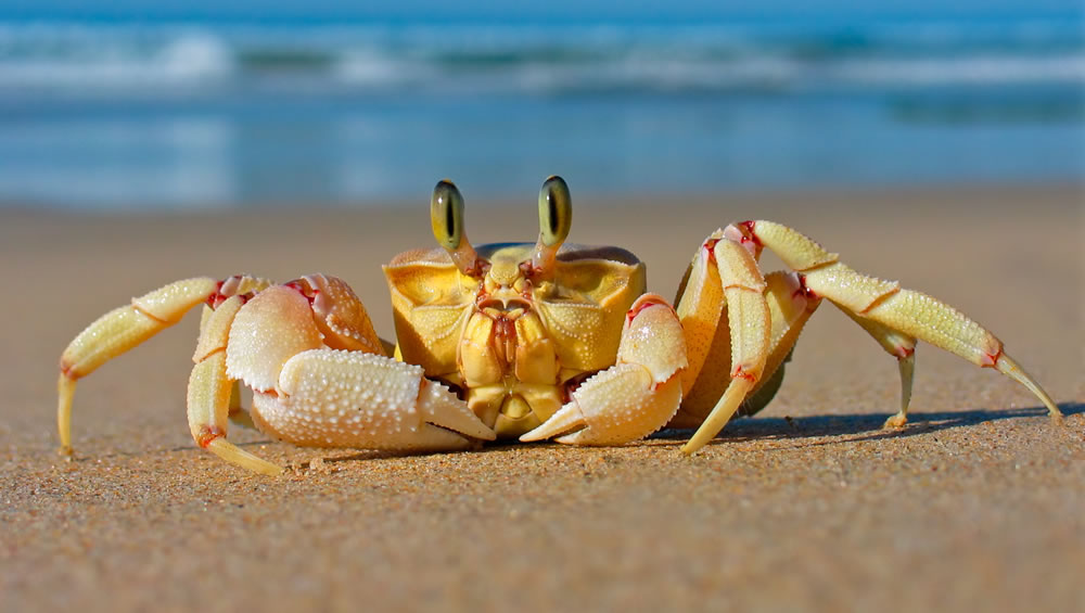 cangrejo en la playa