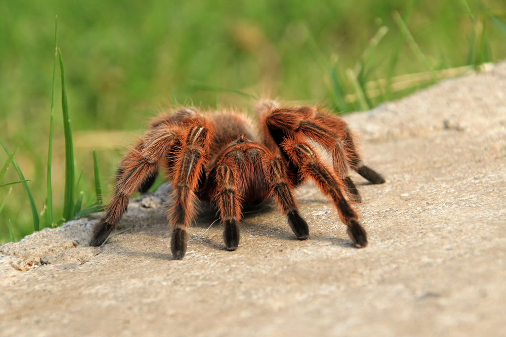 foto de tarántula