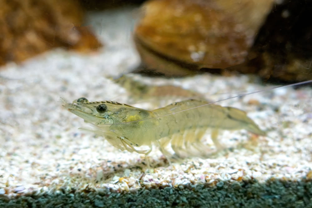 gamba en el agua