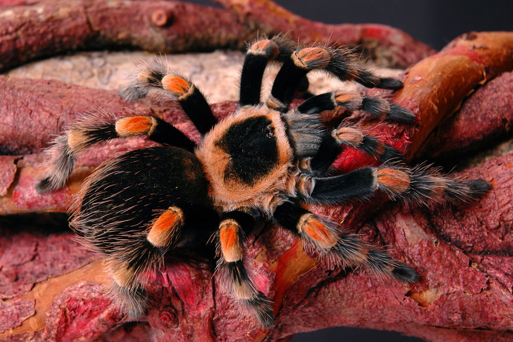 tarántula en desierto