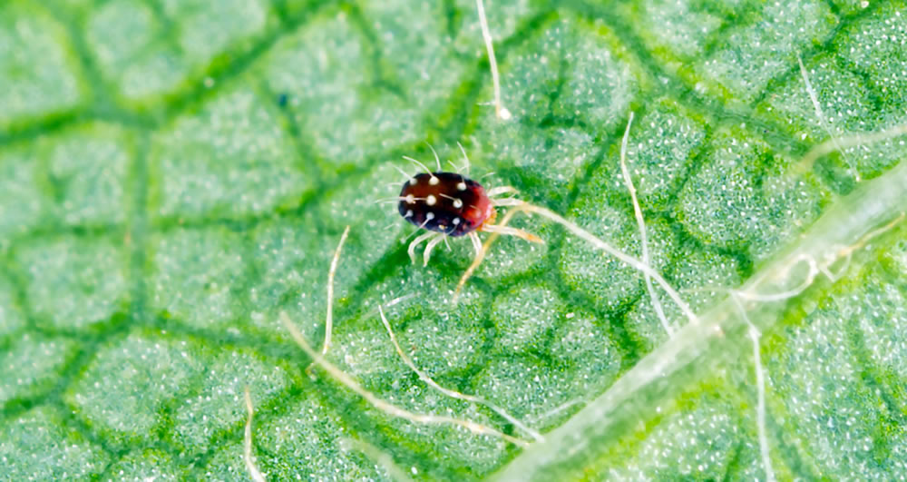 características de los ácaros