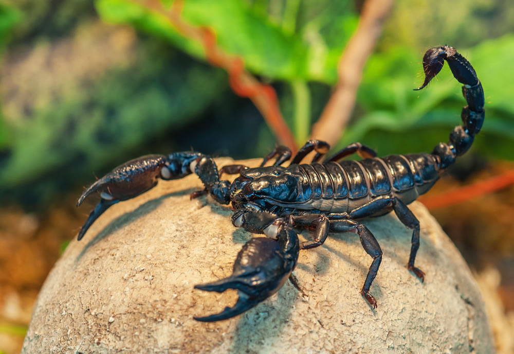 características del escorpión