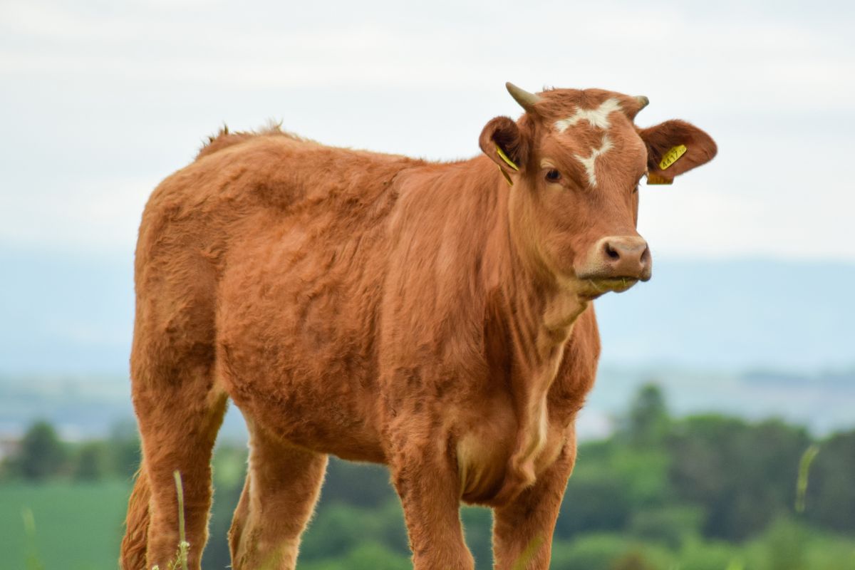 mamíferos la vaca 2