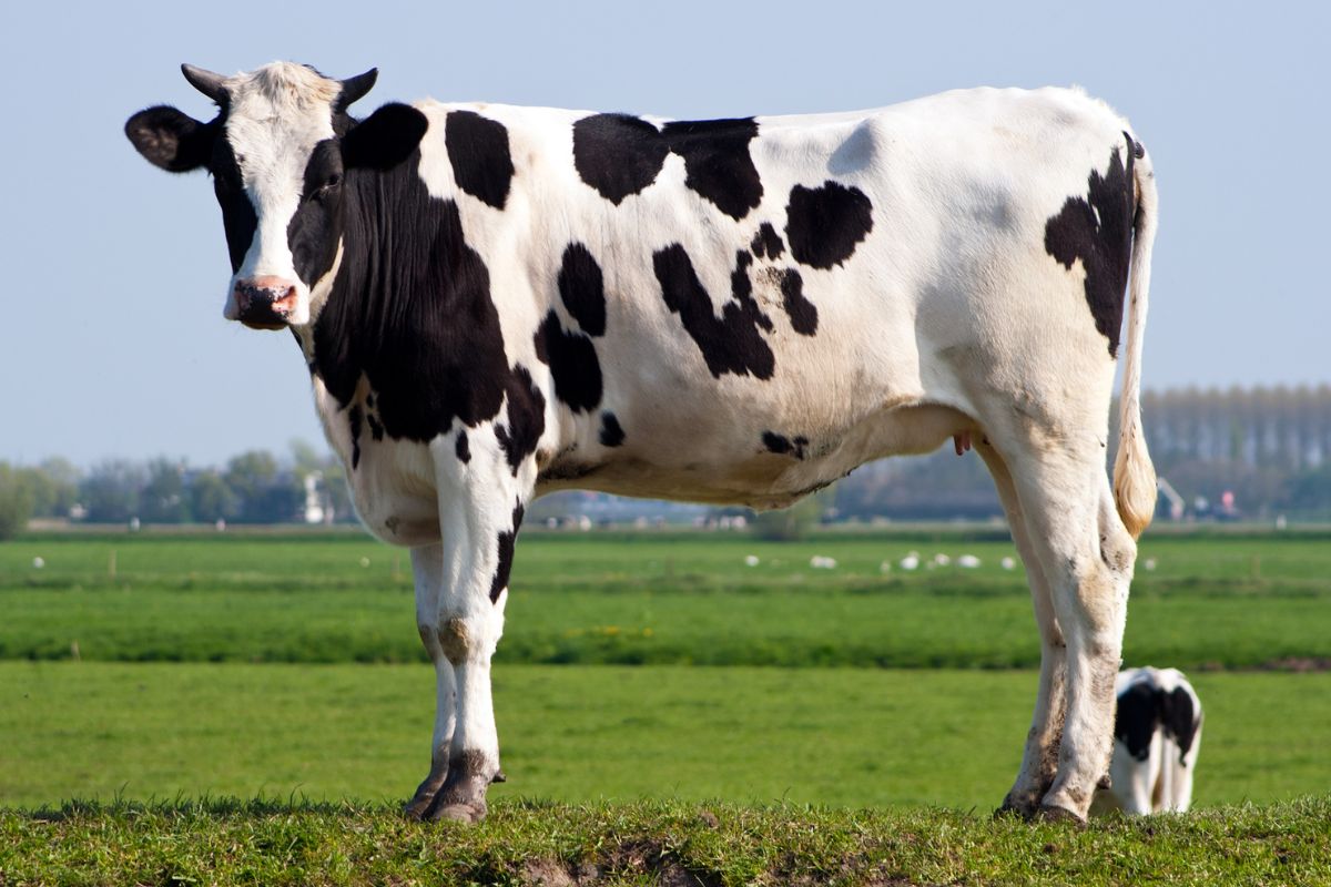 mamíferos la vaca