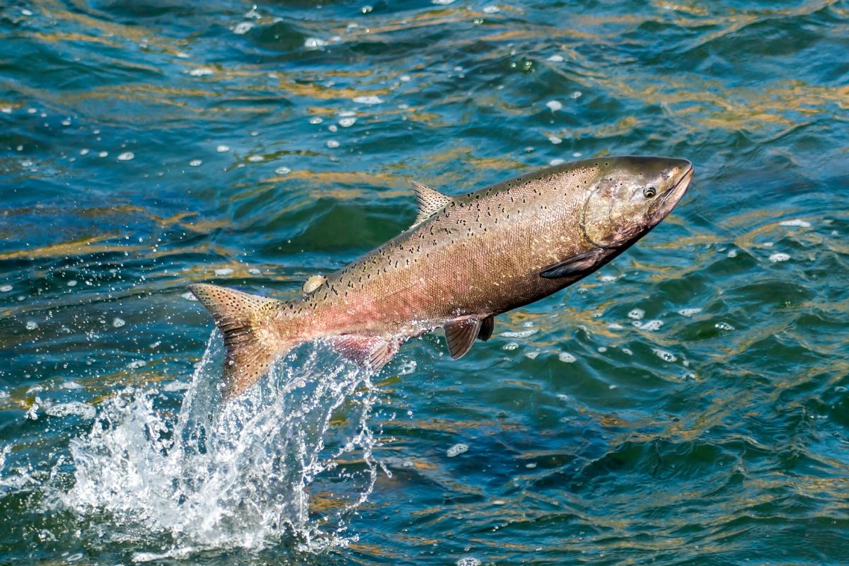 salmón de río