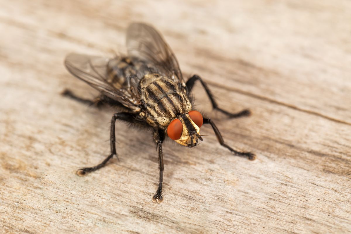 características de la mosca