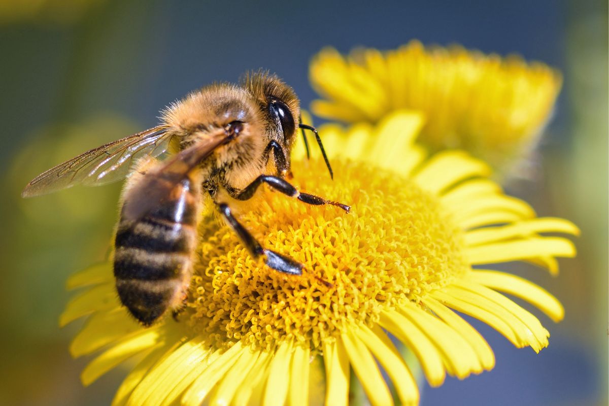 características de las abejas