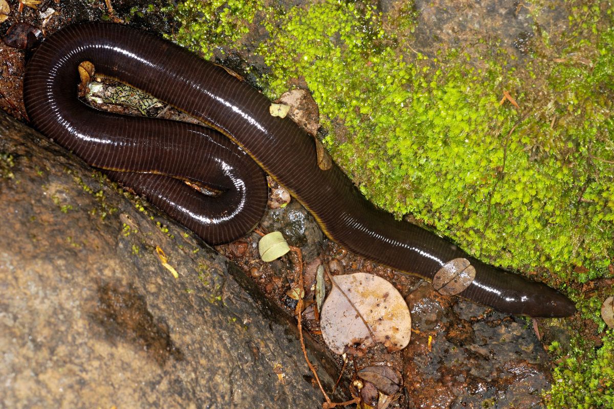 características de las cecilias