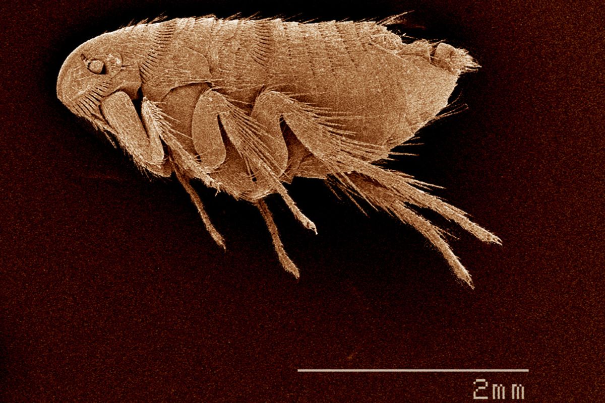 características de las pulgas