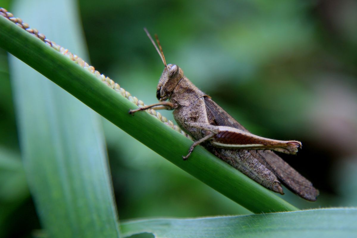 características de los grillos