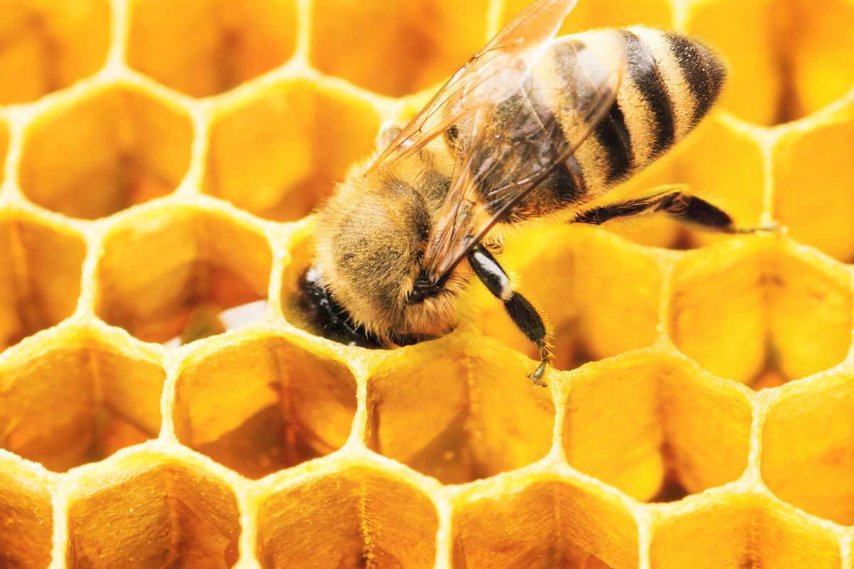 la abeja qué come y dónde vive