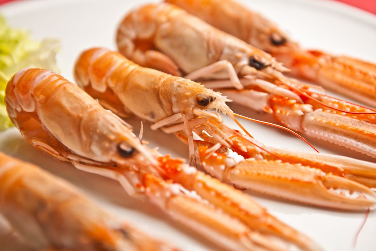 características de las cigalas