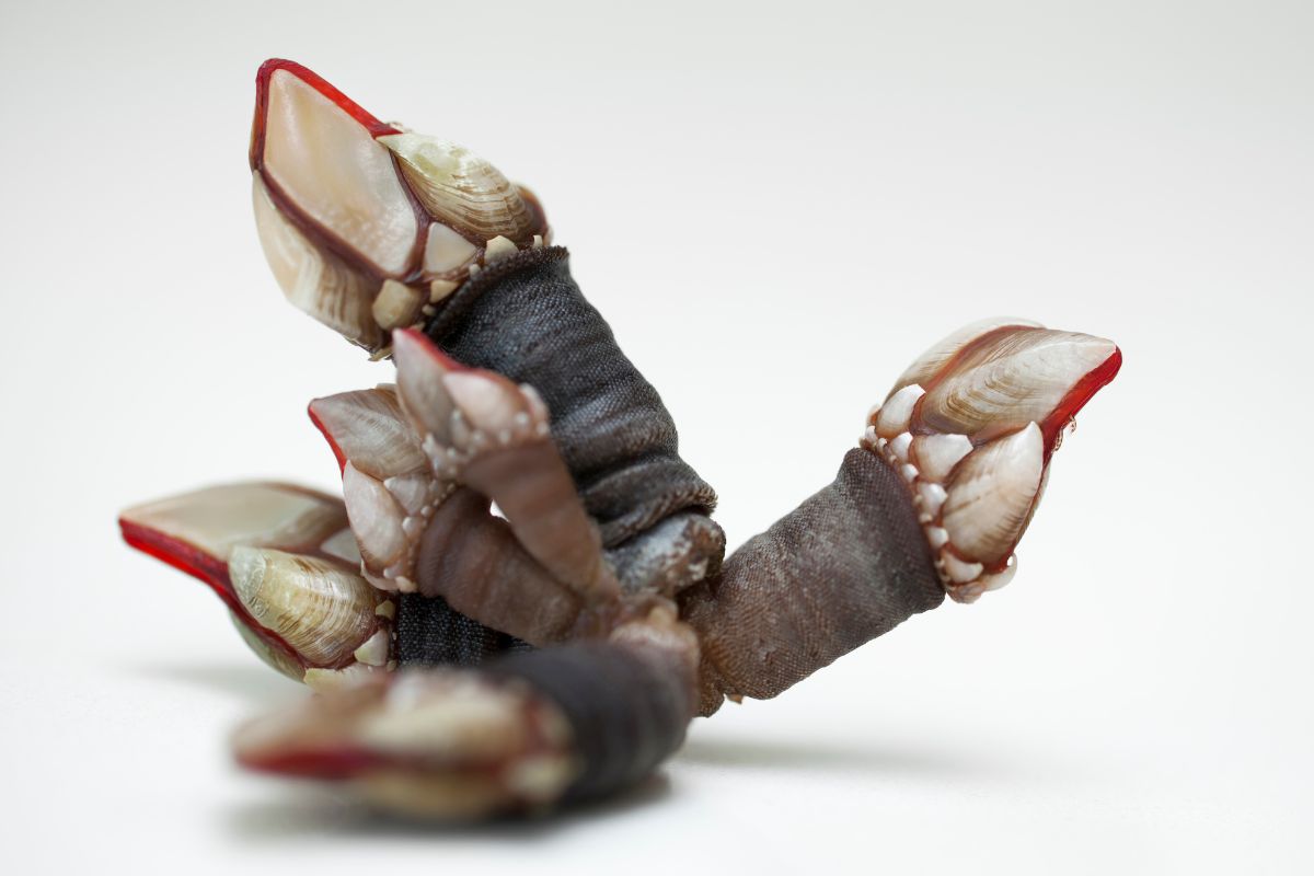 que comen y donde viven los percebes
