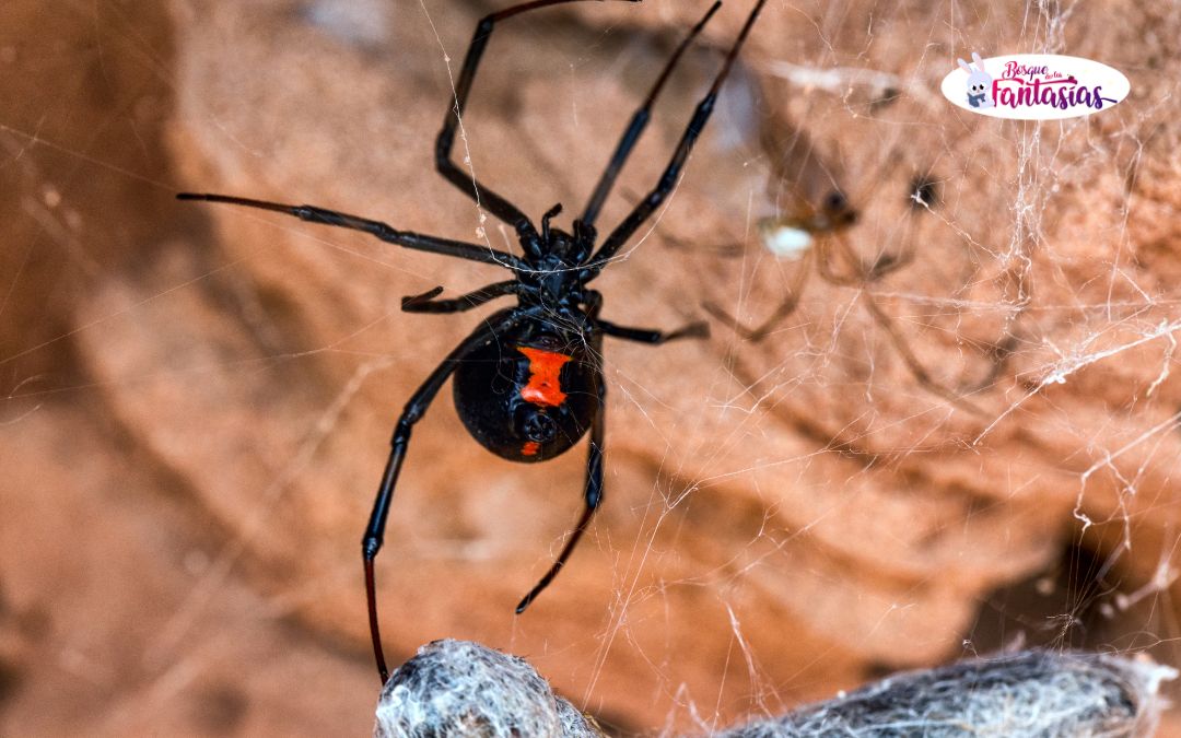 características de la viuda negra