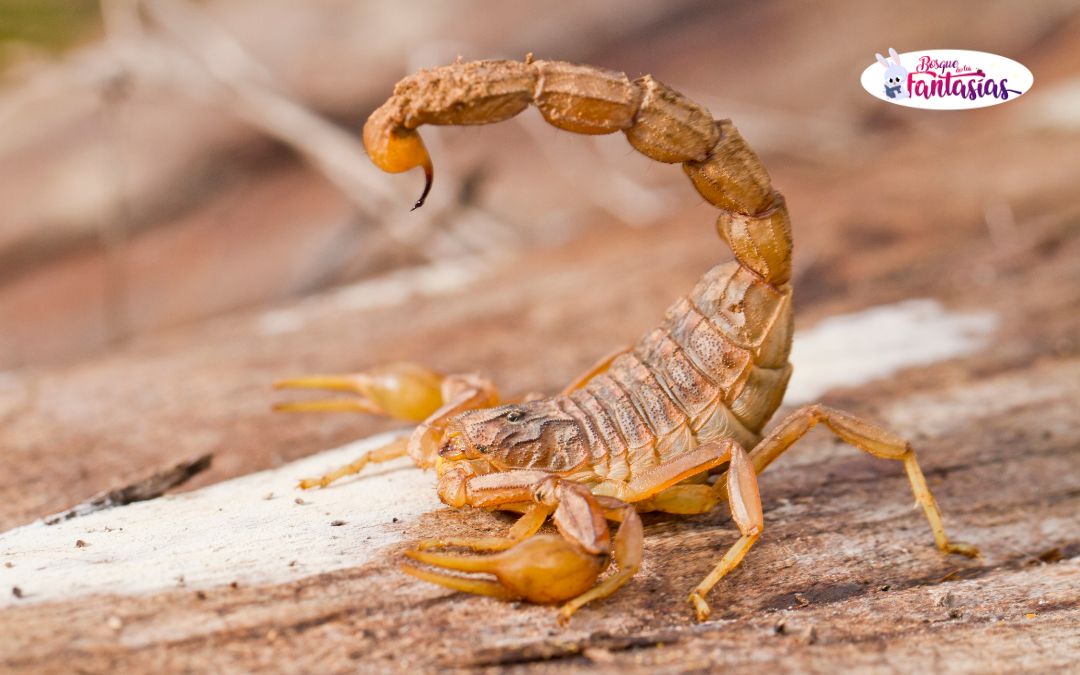 que comen y donde viven los alacranes