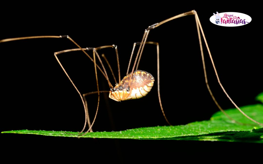 que comen y donde viven los opiliones